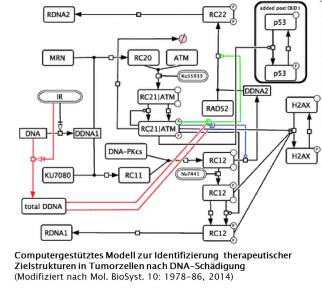 Computergestütztes Modell zur Identifizierung therapeutischer Zielstrukturen in Tumorzellen nach DNA-Schädigung