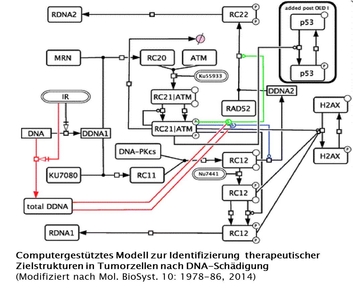 Computergestütztes Modell zur Identifizierung therapeutischer Zielstrukturen in Tumorzellen nach DNA-Schädigung